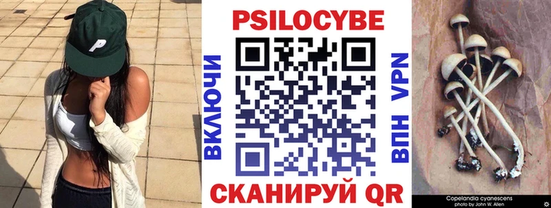 Купить  Судак  Галлюциногенные грибы Psilocybe 