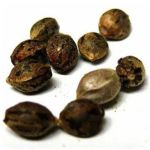 Семена марихуаны АК-47  (Seeds AK-47) в Судаке